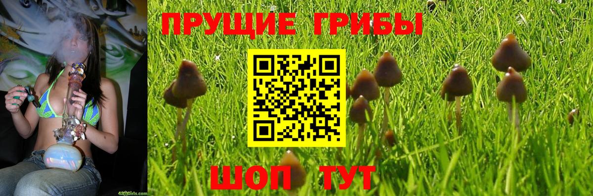 Галлюциногенные грибы MAGIC MUSHROOMS  Вход с VPN  Жуковский 